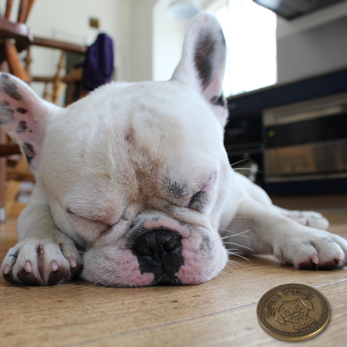 This or That Dog Walking Coin beside a dog